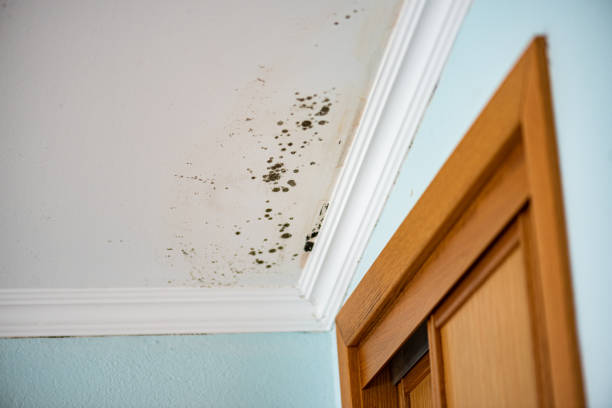 Best Residential Mold Removal  in Merritt Island, FL